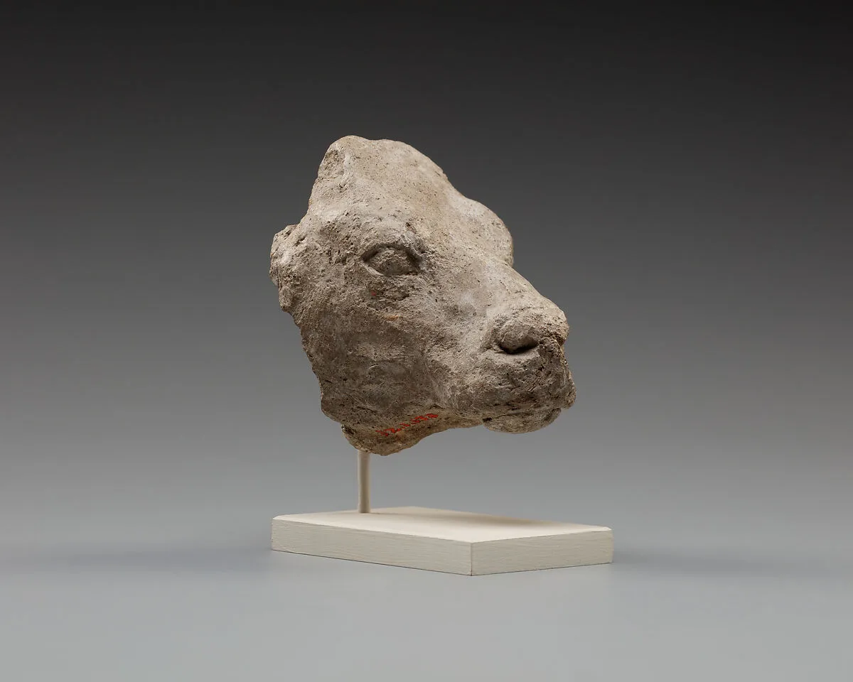 Calf's head — Unknown