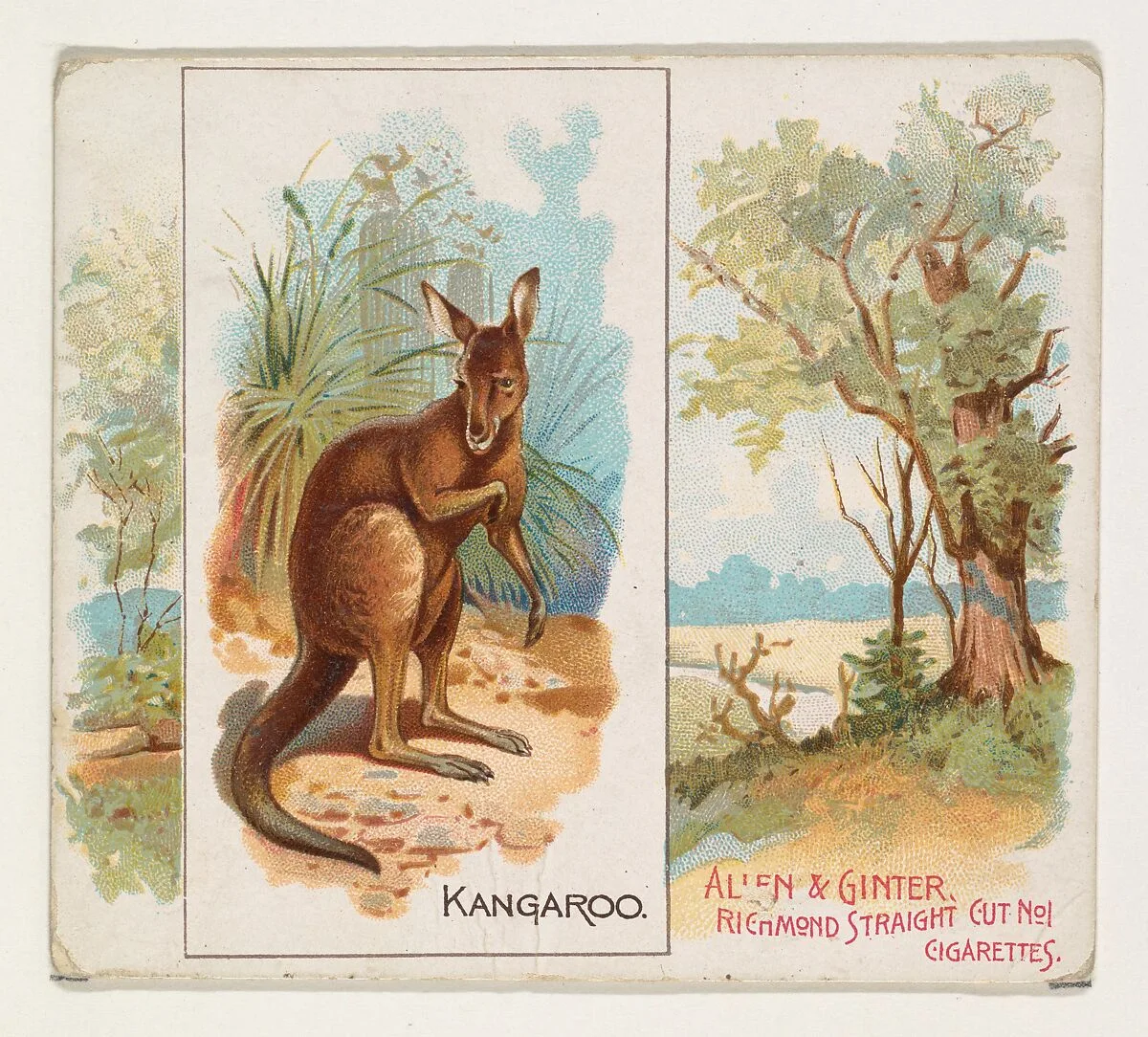 Kangaroo, from Quadrupeds series (N41) for Allen & Ginter Cigarettes — Allen & Ginter|Lindner, Eddy & Claus