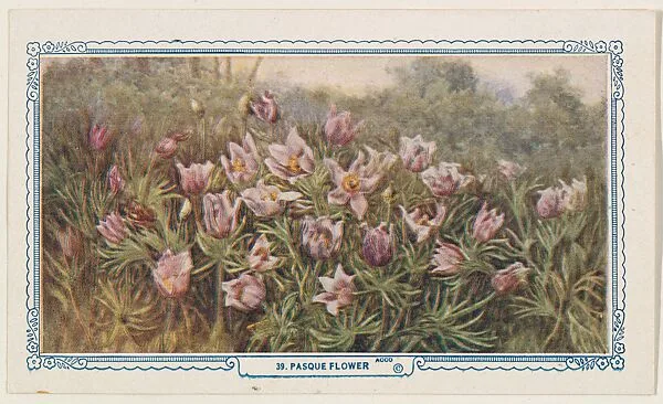 39. Pasque Flower, bakery insert card from the Flower Pictures series (D36), issued by the Freihofer Baking Company — Freihofer Baking Company
