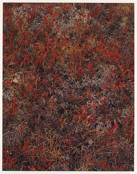 Blueberry Bushes, Near Keene Valley, Adirondack Park, New York — Eliot Porter