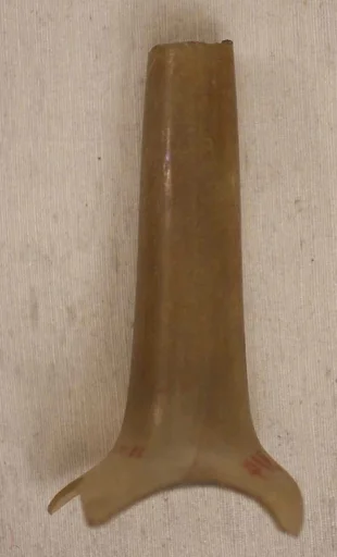 Fragment of Bottle