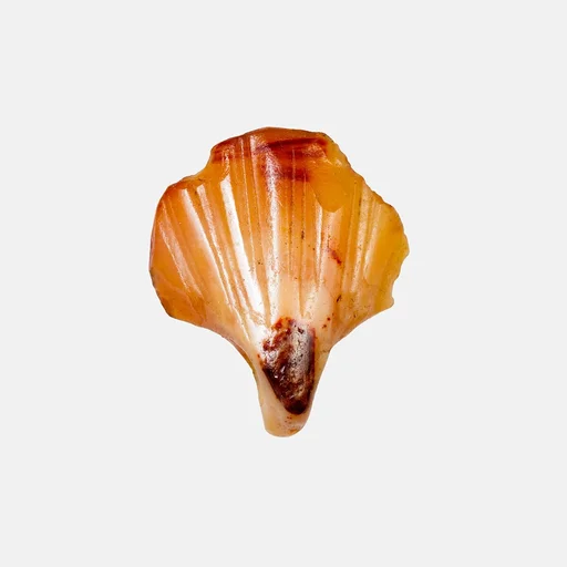 Shell Amulet
