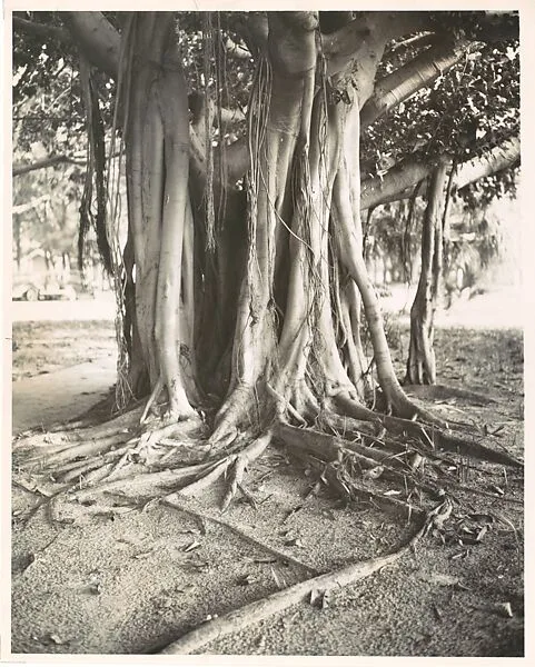 Banyan Tree, Florida — Walker Evans