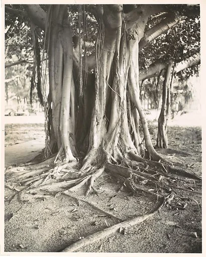 Banyan Tree, Florida