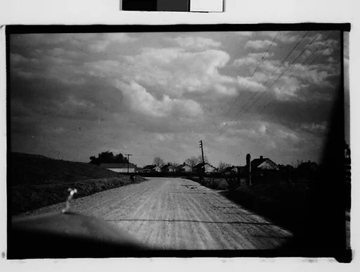 [Cattle on Sides of Road, From Moving Automobile, New Orleans Vicinity, Louisiana]