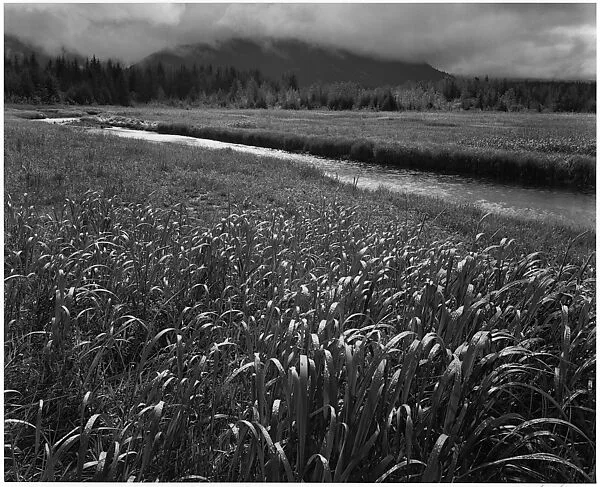 Rain, Beartrack Cove, Alaska — Ansel Easton Adams