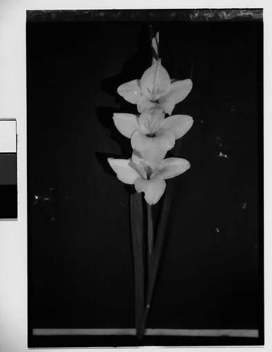 [Gladiola in Front of Backdrop, Darien, Connecticut]