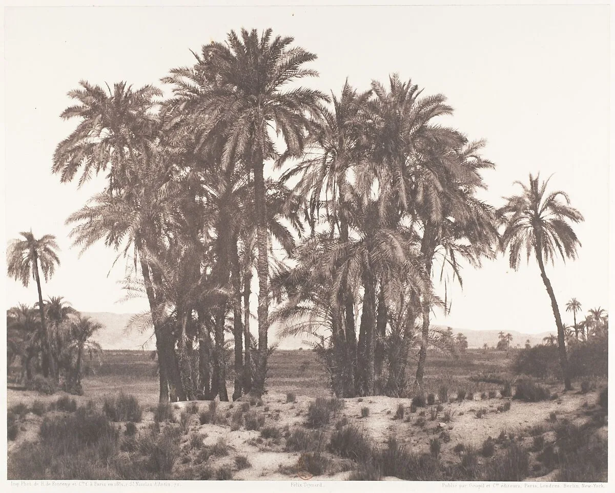 Karnak, Groupe de Dattiers Vu du Point A — Félix Teynard|Imprimerie Photographique de H. de Fonteny et Cie