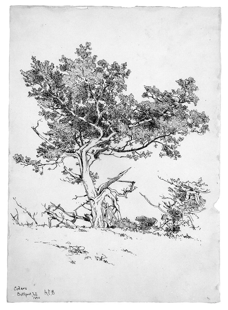 Cedars, Bellport, Long Island — Andrew Fisher Bunner