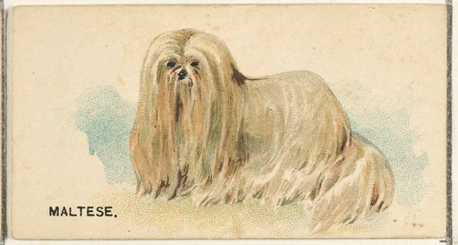 Maltese, from the Dogs of the World series for Old Judge Cigarettes