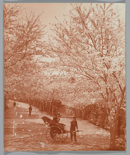 [Street Lined with Cherry Trees, Woman in Rickshaw]