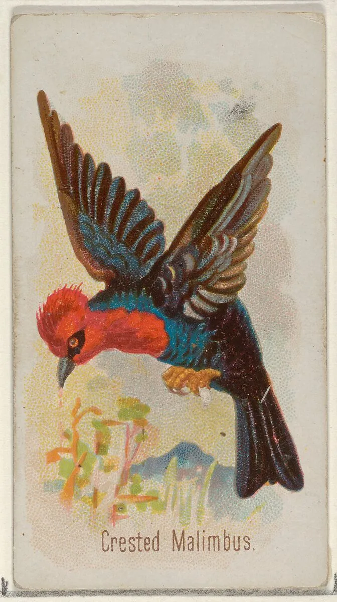 Crested Malimbus, from the Song Birds of the World series (N23) for Allen & Ginter Cigarettes — George S. Harris & Sons|Allen & Ginter