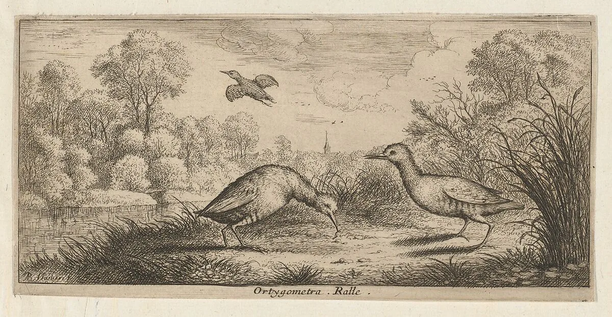 Ortygometra, Ralle (The Rail), from "Livre d'Oyseaux" (Book of Birds) — Albert Flamen