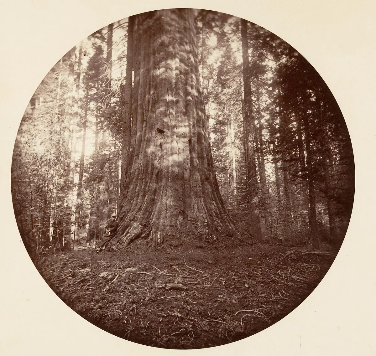 Empire State. C. Grove — Carleton E. Watkins