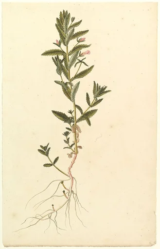 Botanical Study