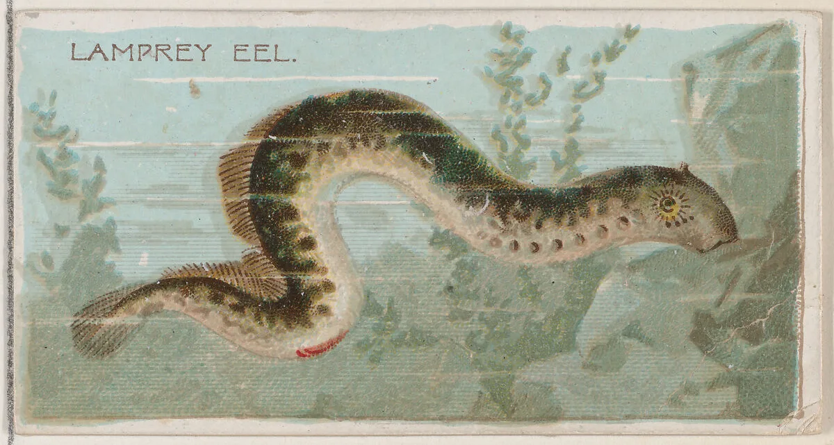 Lamprey Eel, from the series Fishers and Fish (N74) for Duke brand cigarettes — W. Duke, Sons & Co.|Knapp & Company