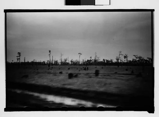 [Trees in Field, From Moving Car, Between Mobile and New Orleans]