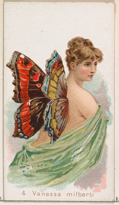 Card 4, Vanessa Milberti, from the Butterflies series (N183) issued by Wm. S. Kimball & Co. — William S. Kimball & Company|Julius Bien