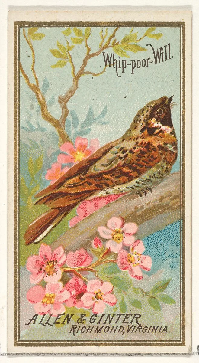 Whip-poor-Will, from the Birds of America series (N4) for Allen & Ginter Cigarettes Brands — Allen & Ginter