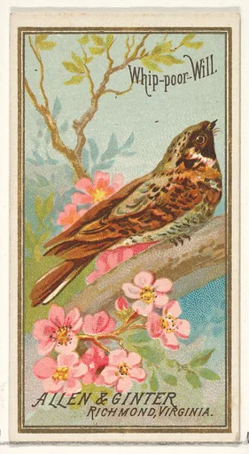 Whip-poor-Will, from the Birds of America series (N4) for Allen & Ginter Cigarettes Brands
