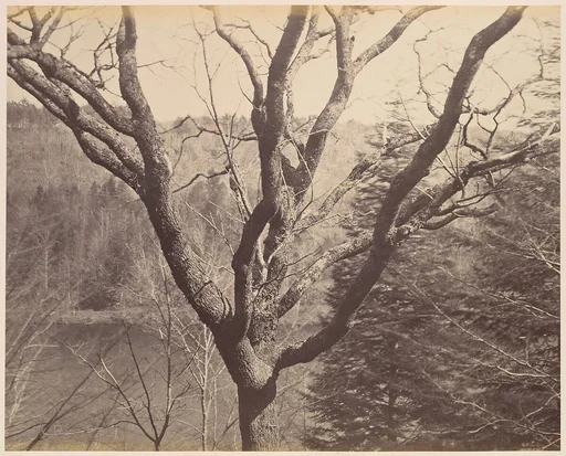 [Tree]