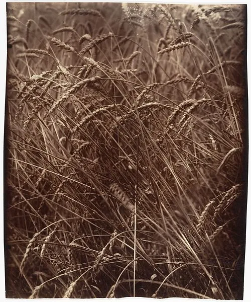 Blés — Eugène Atget