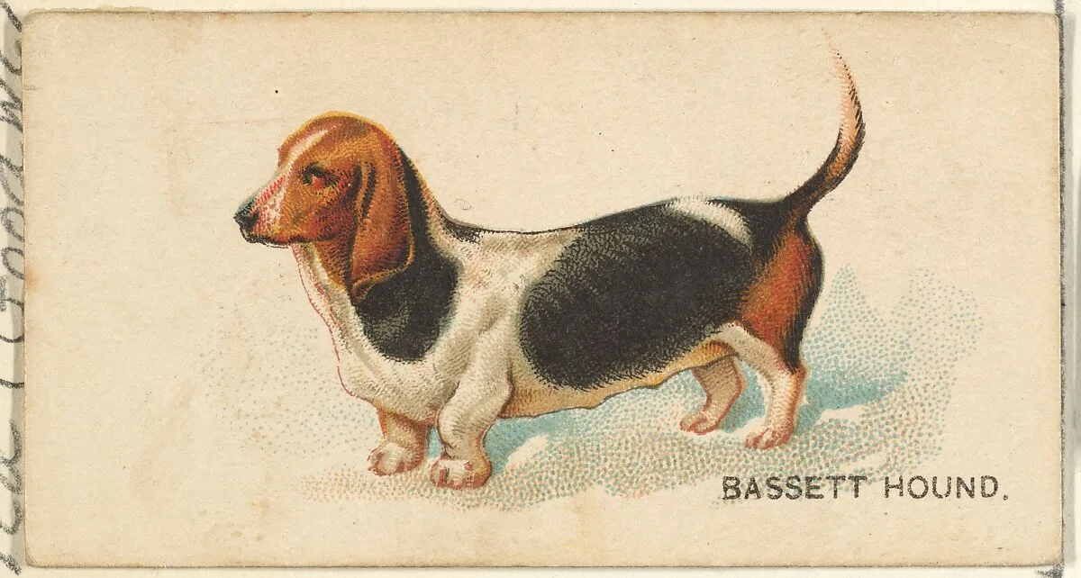 Bassett Hound, from the Dogs of the World series for Old Judge Cigarettes — Goodwin & Company