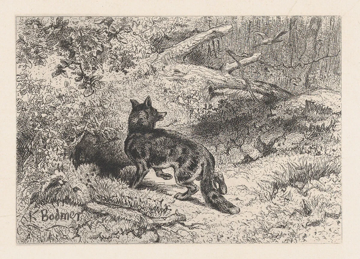 A Fox, from "Eaux-Fortes Animaux & Paysages" — Jules Géruzet|Karl Bodmer|Bertauts