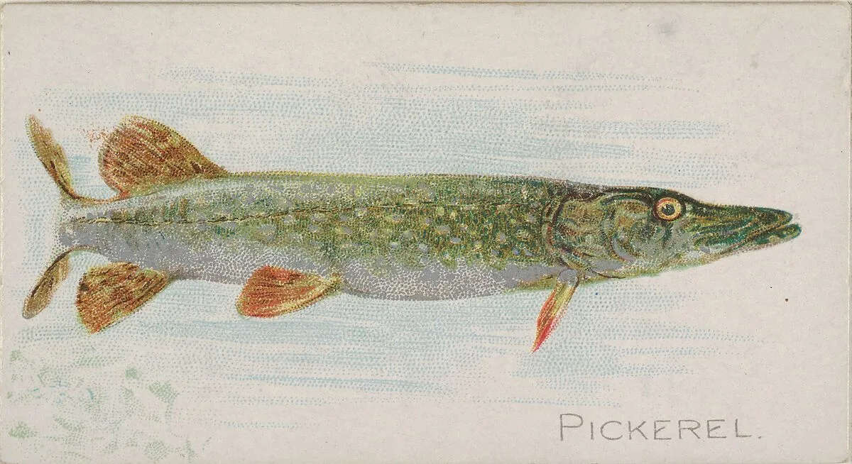 Pickerel, from the Fish from American Waters series (N8) for Allen & Ginter Cigarettes Brands — Allen & Ginter|Lindner, Eddy & Claus