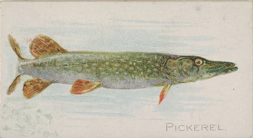 Pickerel, from the Fish from American Waters series (N8) for Allen & Ginter Cigarettes Brands