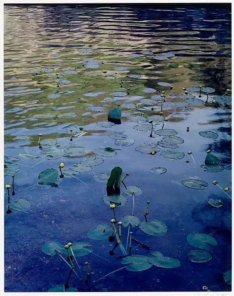 Water Lilies, Rocky Creek, Ozarks, Missouri — Eliot Porter