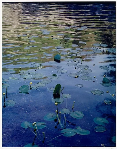 Water Lilies, Rocky Creek, Ozarks, Missouri