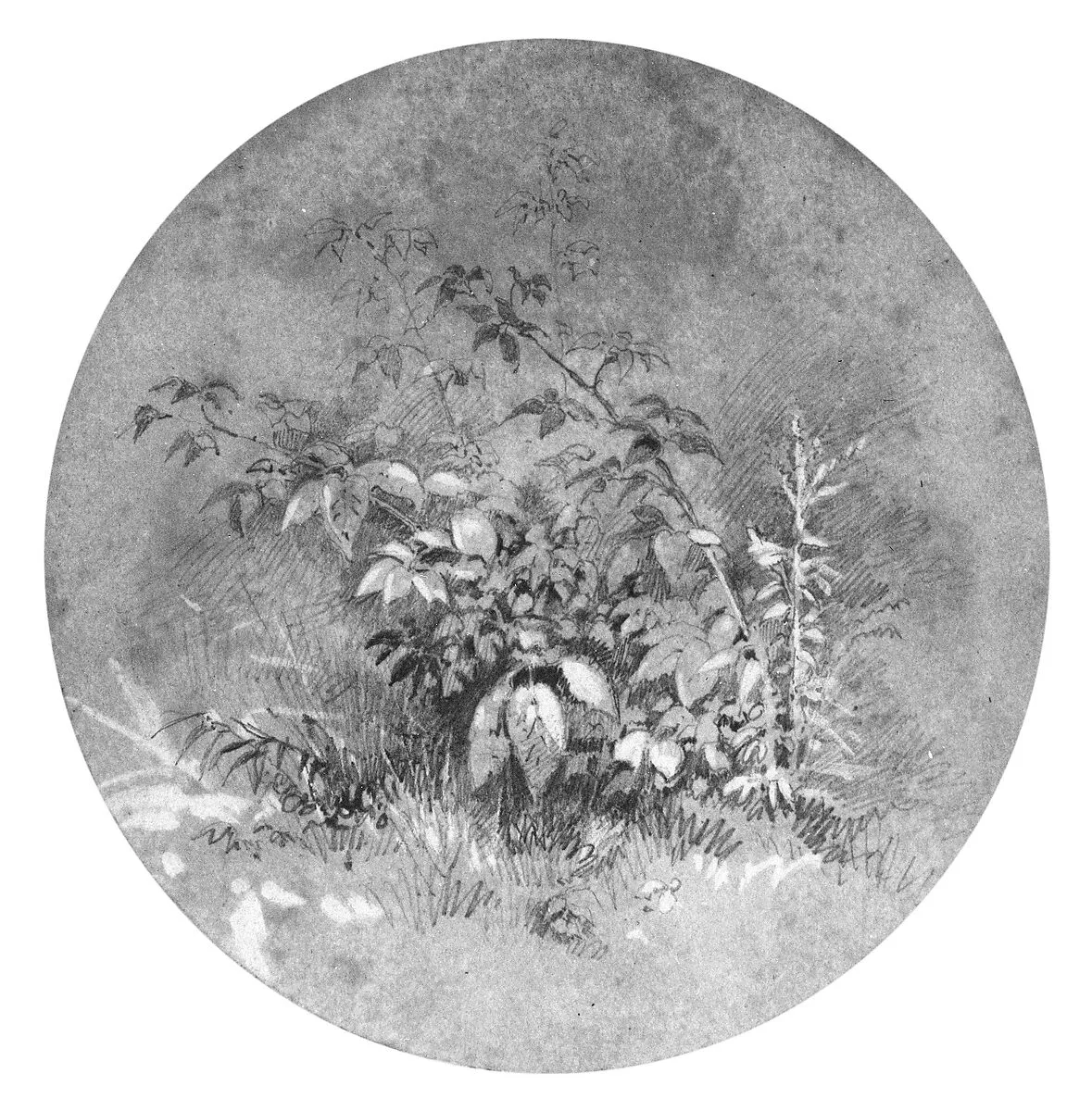 Study of Ground Foliage (from Cropsey Album) — William Trost Richards