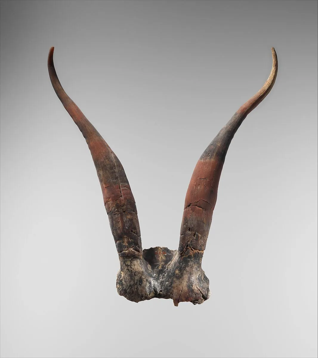 Bucrania skulls with antlers — Unknown