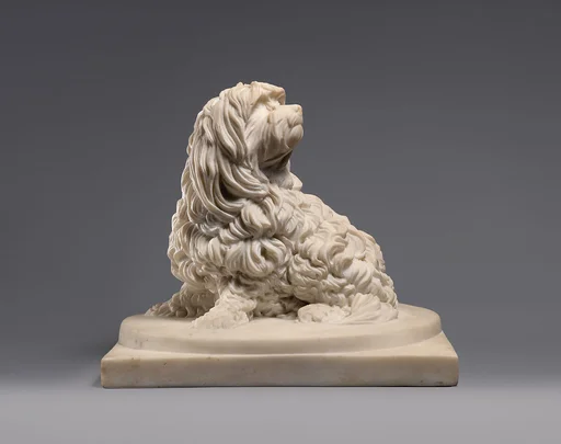 Shock Dog (nickname for a dog of the Maltese breed)