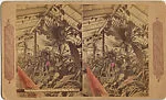 [14 Stereographic Views of Conservatory, Central Park, New York]