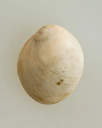 Shell pendant or bead