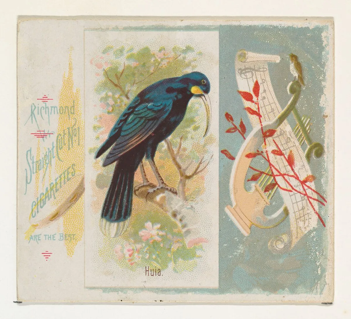 Huia, from the Song Birds of the World series (N42) for Allen & Ginter Cigarettes — Allen & Ginter|George S. Harris & Sons