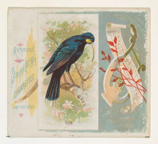 Huia, from the Song Birds of the World series (N42) for Allen & Ginter Cigarettes