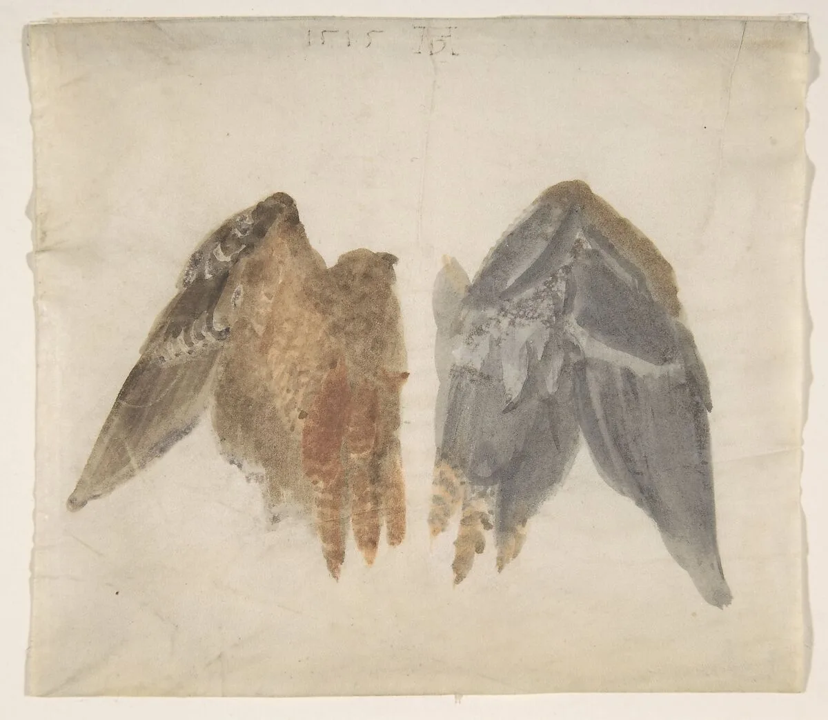 Bittern's Wings: study showing both sides — Albrecht Dürer|Albrecht Dürer