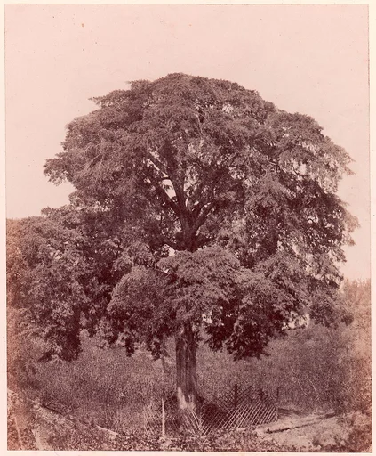 Étude d'arbre