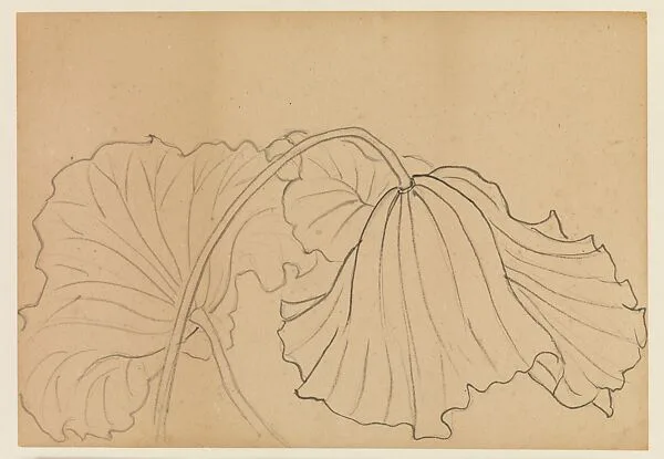 現代 謝稚柳 荷花素描 冊|Lotus Studies — Xie Zhiliu