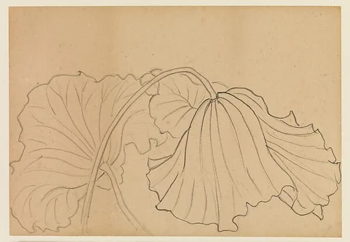 現代 謝稚柳 荷花素描 冊|Lotus Studies