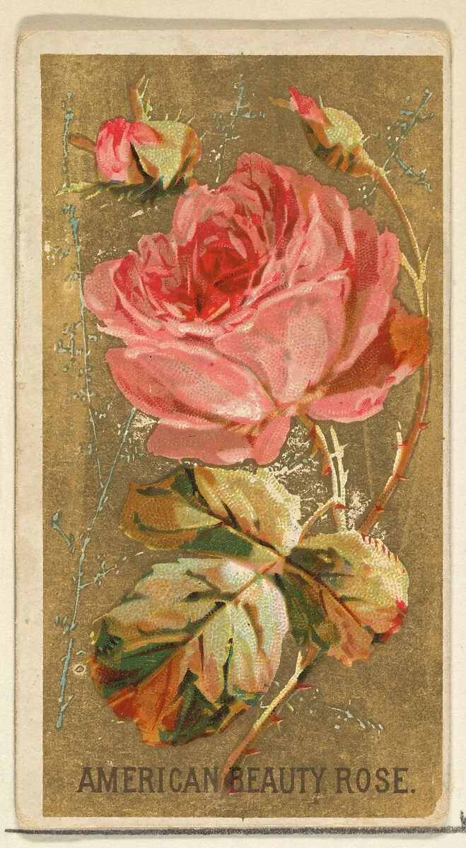 American Beauty Rose, from the Flowers series for Old Judge Cigarettes — Goodwin & Company|George S. Harris & Sons