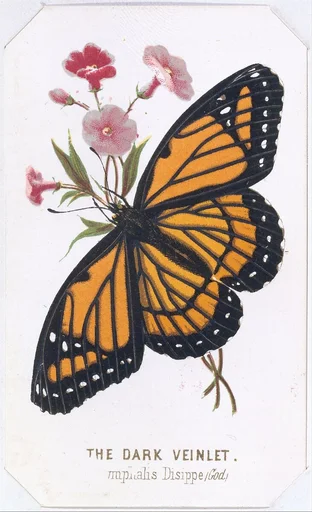 The Dark Veinlet from The Butterflies and Moths of America Part 3