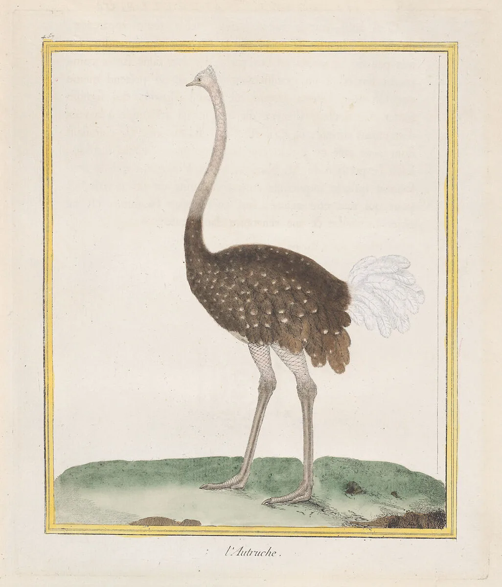 Autruche (Ostrich), from "Histoire Naturelle de Oiseaux" — François Nicolas Martinet|Georges Louis Leclerc, comte de Buffon