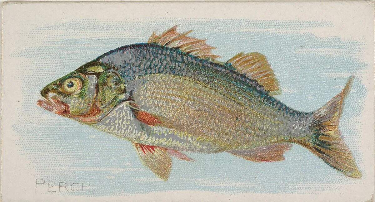Perch, from the Fish from American Waters series (N8) for Allen & Ginter Cigarettes Brands — Allen & Ginter|Lindner, Eddy & Claus