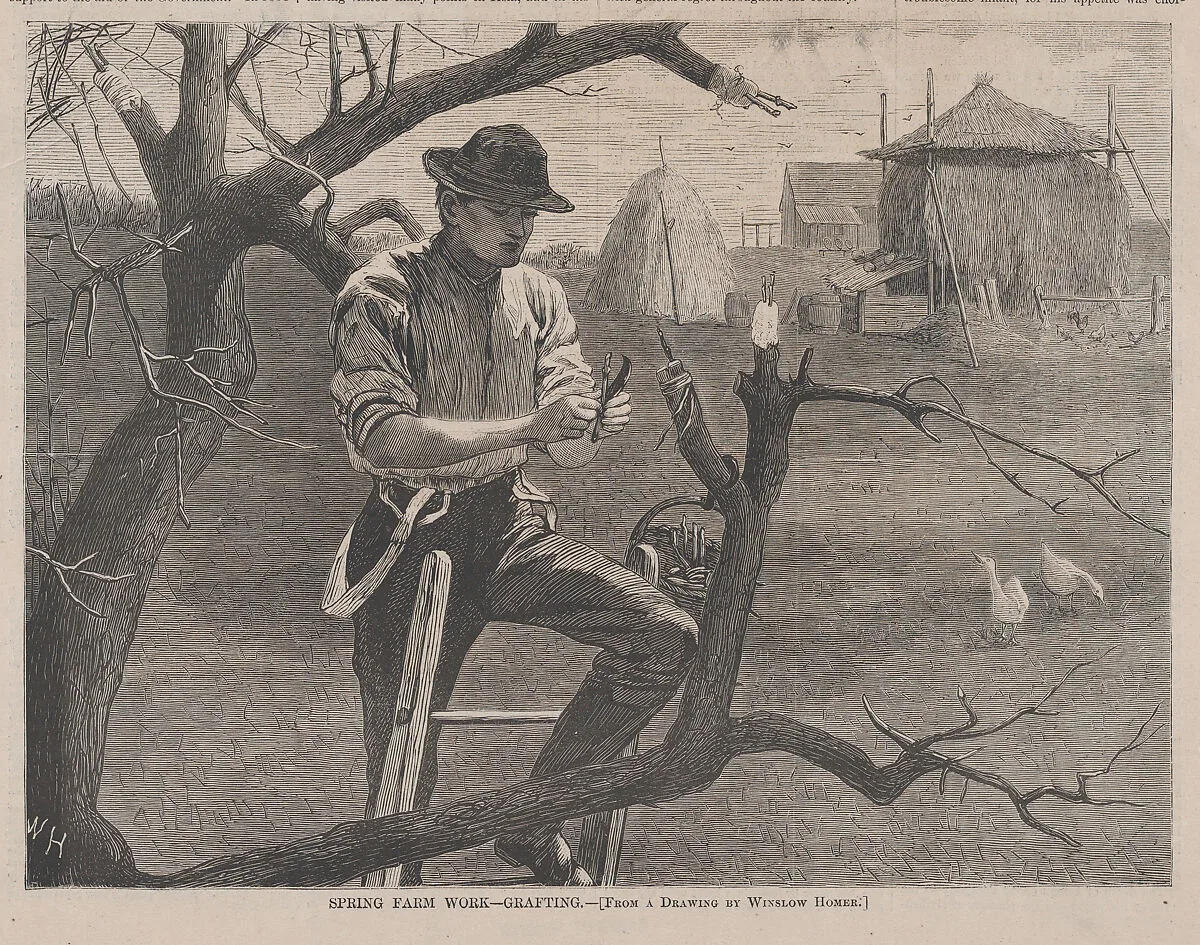 Spring Farm Work – Grafting (from "Harper's Weekly," Vol. XIV) — Harper & Brothers|Winslow Homer|Harper's Weekly
