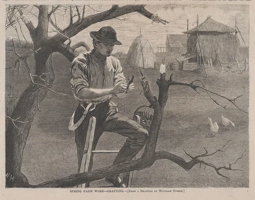 Spring Farm Work – Grafting (from "Harper's Weekly," Vol. XIV)