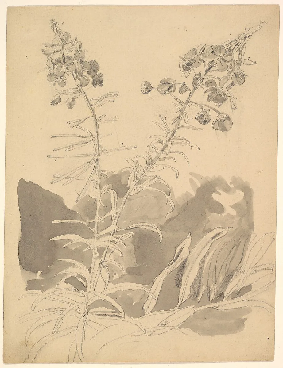 Study of a Willowherb; verso: Study of Two Cows — Carl Gustav Carus